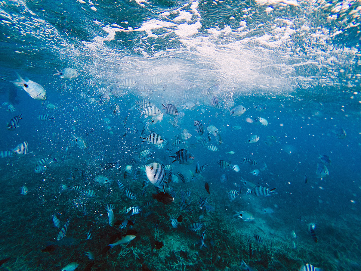 Fonds marins de Flic en Flac