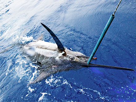 blue-marlin