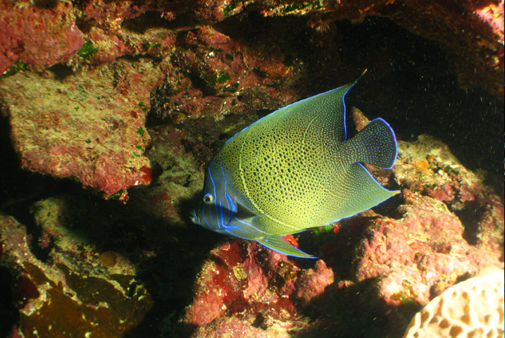 Plongée Le Morne