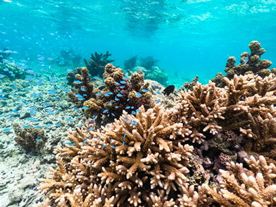 Snorkeling avec vue sur le Morne Brabant