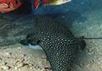 spot de plongée stenopus reef