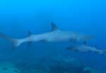 spot de plongée grotte aux requins dormeurs