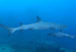 spot de plongée grotte aux requins dormeurs