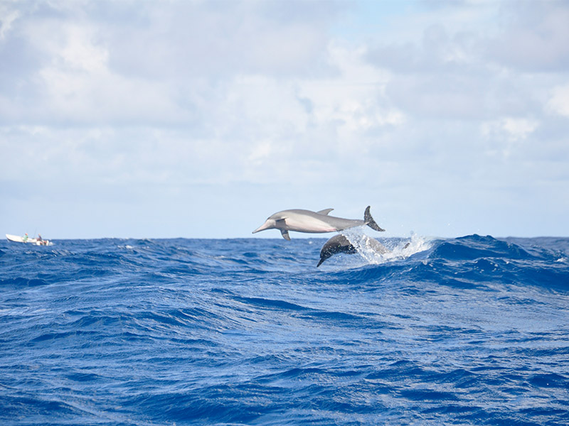 Nager avec les dauphins à l'île Maurice