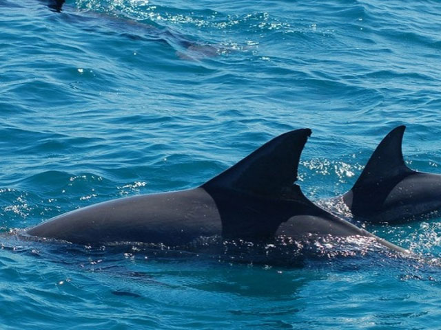 Nager avec les dauphins à l'île Maurice