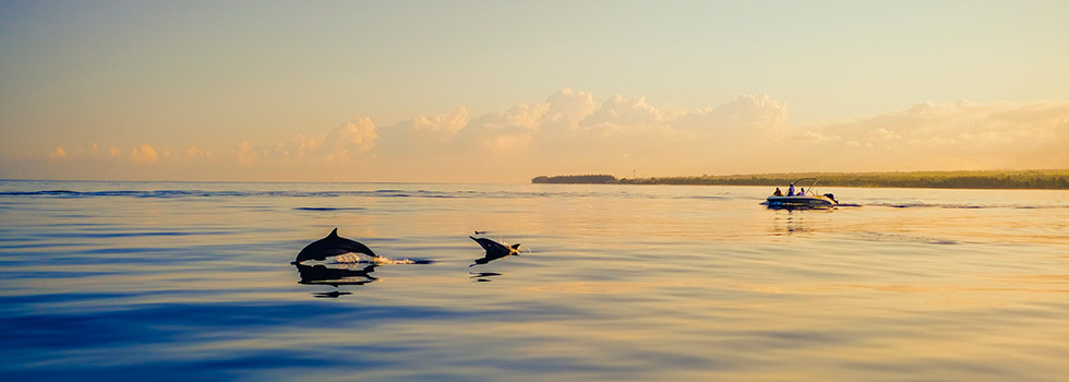 Toute l'actualité de l'île Maurice